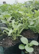  ??  ?? EDGAR S. GODIN is very proud of his rooftop garden in his residence in Bulacan because he is proving that even a small space, as small as 16 square meters, can yield more than enough vegetables for his family of five. He can grow as many as 10 favorite...
