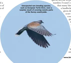  ??  ?? Unexpected rare breeding species, such as European Turtle Dove, were a surprise result of covering remote parts of the Surrey countrysid­e.