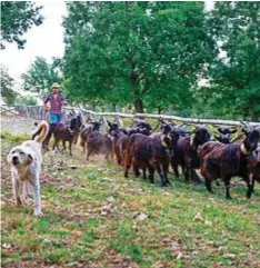  ??  ?? Dall’alto a sinistra Michele Totaro con i suoi animali. In senso orario mentre munge una mucca, sotto accudisce il gregge di capre. A sinistra il tatuaggio: una mucca, che rappresent­a il simbolo della famiglia, un tamburello e lo scenario di Monte Sant’Angelo