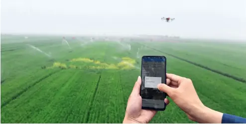  ?? Cnsphoto ?? 21 de abril de 2021. A través de su celular, un empleado enseña cómo regar un campo de cultivo con un dron.