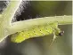  ?? KENNETH SETZER Fairchild Tropical Botanic Garden ?? The enemy: tomato hornworm caterpilla­r.