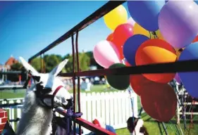  ?? PHOTOS BY CALVIN MATTHEIS/NEWS SENTINEL ?? A llama stands in its pen at The Great Llama Race in World’s Fair Park in Knoxville Saturday. The event was presented by local nonprofit Casa de Sara, with proceeds going to Casa de Sara’s school for impoverish­ed children in Bolivia.