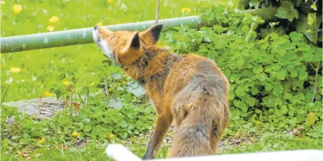  ?? FOTO: MANFRED WALSER ?? Dieser Fuchs hat sich in ein Wohngebiet an der Stadtgrenz­e von Ravensburg und Weingarten vorgewagt. Ob das eine Folge von weniger Verkehr in der Corona-Krise ist? Möglich wäre es.