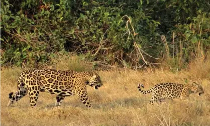  ??  ?? The authors say an area of more than 31,800 sq miles could support from 90 to 150 adult jaguars, a population that could be viable for at least 100 years. The last known jaguar in the region was hunted in 1964. Photograph: Jorge Barragan/Panthera.org/AFP/Getty Images