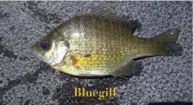  ?? (Special to The Commercial) ?? Sunfish are a family of North American freshwater fishes that includes crappie, black bass, rock bass, flier and bluegill.