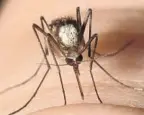  ?? COURTESY ?? A new, diseasespr­eading, invasive mosquito species — Aedes scapularis — is widespread in coastal areas of South Florida and could be spreading throughout the state.