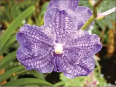  ??  ?? Vanda orchids come in different colours speckled with white spots.