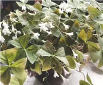  ?? ROBERT E GARDNER JR. VIA AP ?? In February, a green shamrock plant (Oxalis regnellii) blooms in Centereach, N.Y.