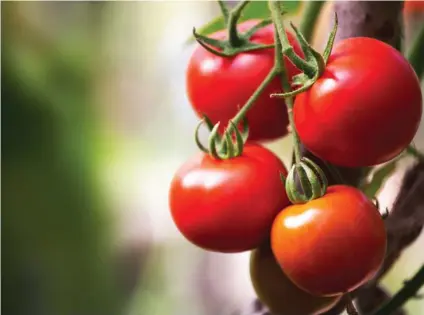  ?? ARCHIVO ?? El consumo de tomate mantiene la piel sana y protege la vista.