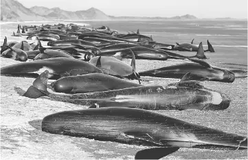  ??  ?? Some of the hundreds of stranded pilot whales marked with an ‘X’ to indicate they have died can be seen together after one of the country’s largest recorded mass whale strandings, in Golden Bay, at the top of New Zealand’s South Island. — Reuters photo