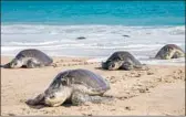  ?? Enrique Castro AFP/Getty Images ?? EGGS OF endangered olive ridley sea turtles were once looted on an industrial scale in Mexico.