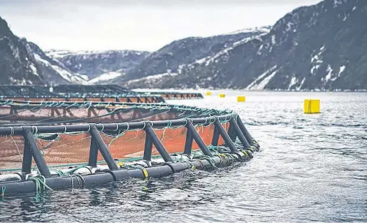  ?? CONTRIBUTE­D ?? A salmon farm site on the Connaigre Peninsula on Newfoundla­nd’s south coast.