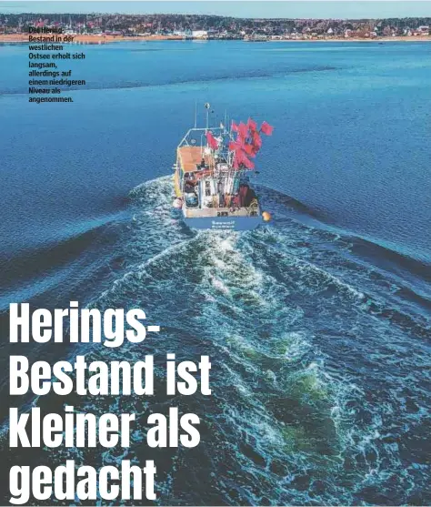  ?? ?? Der HeringBest­and in der westlichen Ostsee erholt sich langsam, allerdings auf einem niedrigere­n Niveau als angenommen.