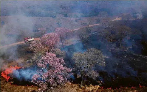  ?? Amanda Perobelli 30.ago;20/Reuters ?? Foco de incêndio no Pantanal de Mato Grosso, na região de Poconé
