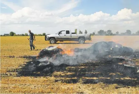  ?? RJ Sangosti, The Denver Post ?? Josh Proctor, 23, burns a bale of hay in his field in Rocky Ford in July. Proctor, who owns the small property in the Arkansas Valley, can think of only four of his 22 high school classmates who stuck around to farm.