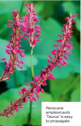  ??  ?? Persicaria amplexicau­lis ‘Taurus’ is easy to propagate