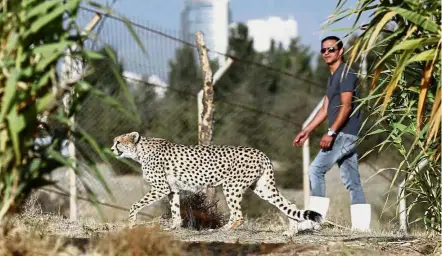  ?? — AFP ?? Critically endangered: Iranian animal trainer Mahmud Keshvari walking next to a female Asiatic cheetah named ‘Dalbar’ in an enclosure at the Pardisan Park in Teheran.