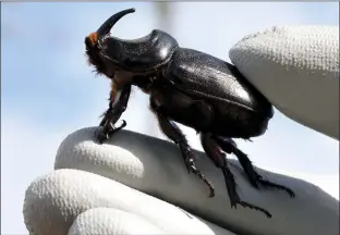  ?? CRB Response photo ?? At 2 1/2 inches long, coconut rhinoceros beetles are nocturnal and can fly up to 2 miles, spending most of their lives hidden high in the tops of coconuts.