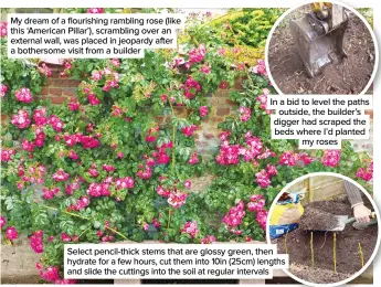  ??  ?? My dream of a flourishin­g rambling rose (like this ‘American Pillar’), scrambling over an external wall, was placed in jeopardy after a bothersome visit from a builder
In a bid to level the paths outside, the builder’s digger had scraped the beds where I’d planted my roses
Select pencil-thick stems that are glossy green, then hydrate for a few hours, cut them into 10in (25cm) lengths and slide the cuttings into the soil at regular intervals