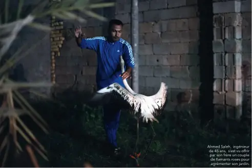  ??  ?? Ahmed Saleh, ingénieur de 45 ans, s’est vu offrir par son frère un couple de flamants roses pour agrémenter son jardin.