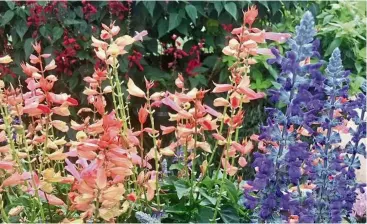  ??  ?? saucy coral salvia blooms all summer attracting hummingbir­ds and butterflie­s.