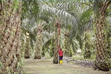  ?? BLOOMBERG PIC ?? The European Union accounted for 12 per cent of Malaysia’s palm oil exports last year, making it the biggest buyer after India, according to the Malaysian Palm Oil Board.