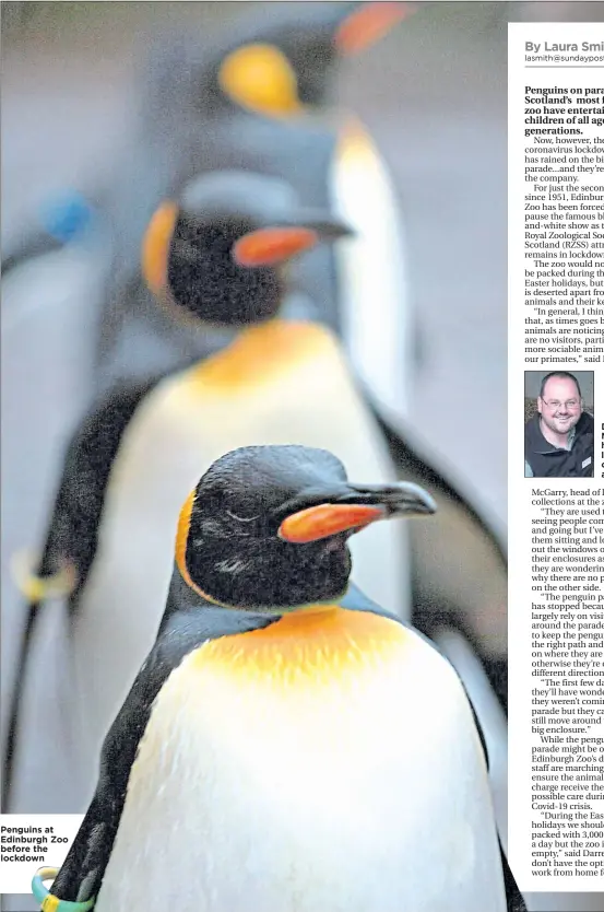  ??  ?? Penguins at Edinburgh Zoo before the lockdown