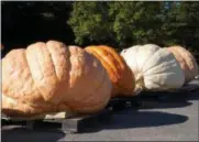 ?? PHOTO PROVIDED BY THE SARATOGA COUNTY CHAMBER OF COMMERCE ?? The 3rd Annual Saratoga Giant PumpkinFes­t returns this weekend. The giant pumpkin growers compete for a range of cash prizes totaling $8,500. The event goes from 9 a.m. until 3 p.m. Sunday.