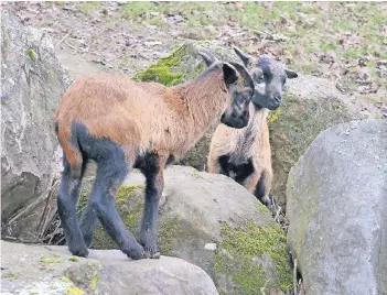  ?? FOTO: BERNS ?? Die Lämmer der Kamerunsch­afe sind jetzt etwa anderthalb bis zwei Wochen alt. Schon kurz nach der Geburt sind sie auf den Beinen. Das regnerisch­e wetter macht den Tieren nichts aus.