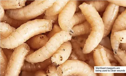  ?? ?? Sterilised maggots are being used to clean wounds