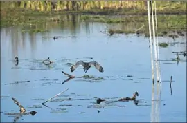  ?? Louisiana Department of Wildlife and Fisheries ?? AN AMERICAN COOT takes f light in the Bayou Sauvage National Wildlife Refuge near New Orleans after being cleaned of diesel fuel from a broken pipeline.