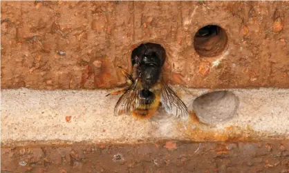  ?? Photograph: Nature Picture Library/Alamy ?? One scientist said bees would be able to ‘assess the holes’ state before using them, which would mitigate some of the risk.