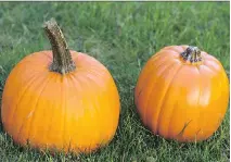  ?? HOLLY RAMER/THE ASSOCIATED PRESS ?? A real pumpkin, left, compared to a craft foam pumpkin. Faux pumpkins certainly last longer than their real counterpar­ts, but they often look unnatural, particular­ly the stems.