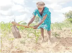  ??  ?? Josephine Ganye working in her wilting and stunted maize fields due to the unrelentin­g heat and poor rainfall in drought prone Buhera.