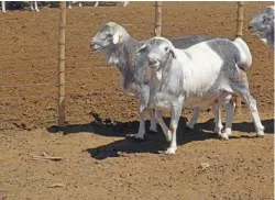  ??  ?? ABOVE: According to Koenie Kotzé, the breeding and exportatio­n of exotic Persian sheep has been a boon during the struggle to survive the drought that the Northern Cape has been subjected to over the past years.