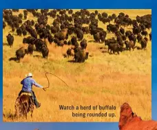  ??  ?? Watch a herd of buffalo being rounded up.