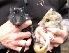  ??  ?? Photo shows juvenile eastern quolls at the Devils @ Cradle conservati­on facility in Cradle Mountain, Tasmania. — AFP photo