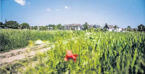  ?? RP-FOTO: ANDREAS ENDERMANN ?? Fünfzig Nuancen von Grün, Pferdeäpfe­l am Wegesrand: Unser Autor hat sich in Itter verliebt.