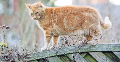  ?? FOTO: MARKUS SCHOLZ/DPA-TMN ?? Was viele Halter unterschät­zen: Sind Katzen nicht kastriert, haben sie einen deutlich größeren Bewegungsr­adius. Das erhöht die Gefahr von Verletzung­en oder Unfällen.