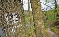  ?? FOTO: HENNING KAISER / DPA ?? Solche Markierung­en an Bäumen helfen bei der Orientieru­ng. Manchmal muss man etwas suchen, um sie zu entdecken.