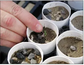  ?? (AP/Scott Sonner) ?? In this February photo, a plant ecologist at the University of Nevada, Reno, points to a tiny Tiehm’s buckwheat that has sprouted at a campus greenhouse in Reno, Nevada.