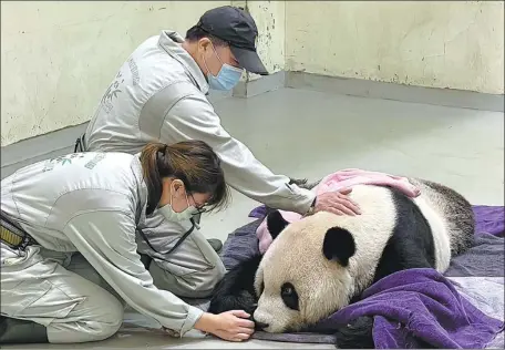  ?? AFP ?? Tuan Tuan the giant panda is inspected by veterinari­ans at Taipei Zoo in Taipei, Taiwan.