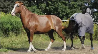  ??  ?? BAD BOYS: It’s not unusual for geldings to display stallionli­ke behavior.