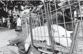  ?? Associated Press / Humane Society Internatio­nal ?? A dog is caged to be sold for meat in a market in Yulin, in southern China’s Guangxi Zhuang Autonomous Region. Residents have come under fire for an annual summer festival in which thousands of dogs are slaughtere­d for food.