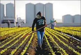  ?? Gary Coronado Los Angeles Times ?? A FARMWORKER tends lettuce in Salinas, Calif. The increasing levels of education for immigrants means there are fewer lower-skilled workers to harvest crops.