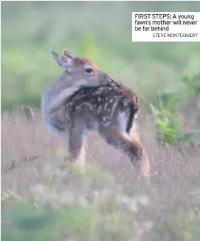  ?? STEVE MONTGOMERY ?? FIRST STEPS: A young fawn’s mother will never be far behind