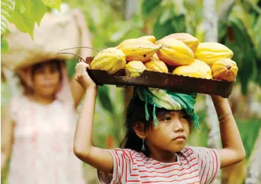  ?? Foto: Reuters/Yusuf Ahmad ?? Kinder arbeiten bei der Kakao-Ernte in Indonesien.