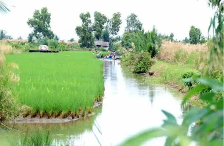  ?? VNA/VNS Photo Huỳnh Anh ?? A rice-shrimp eld in Cà Mau Province. The province is expanding nature-based shrimp farming models especially in areas threatened by climate change.