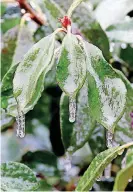  ?? [PHOTO BY NATE BILLINGS, THE OKLAHOMAN] ?? Ice covers leaves in northwest Oklahoma City on Saturday.