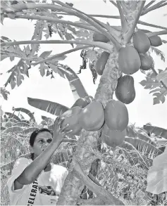  ??  ?? Bhimwattie Sahid picks a papaya in her backyard garden in Guyana. Food security is a growing concern for the Caribbean as changing weather patterns affect agricultur­e. — Desmond Brown/IPS photo